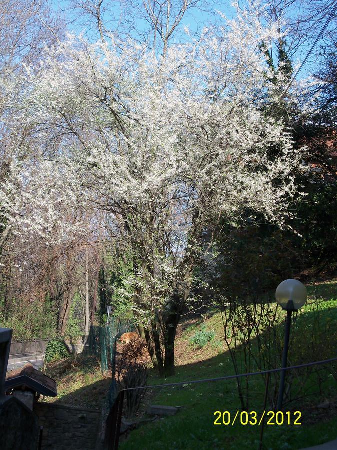 B&B I Ghiri Bergamo Exteriör bild