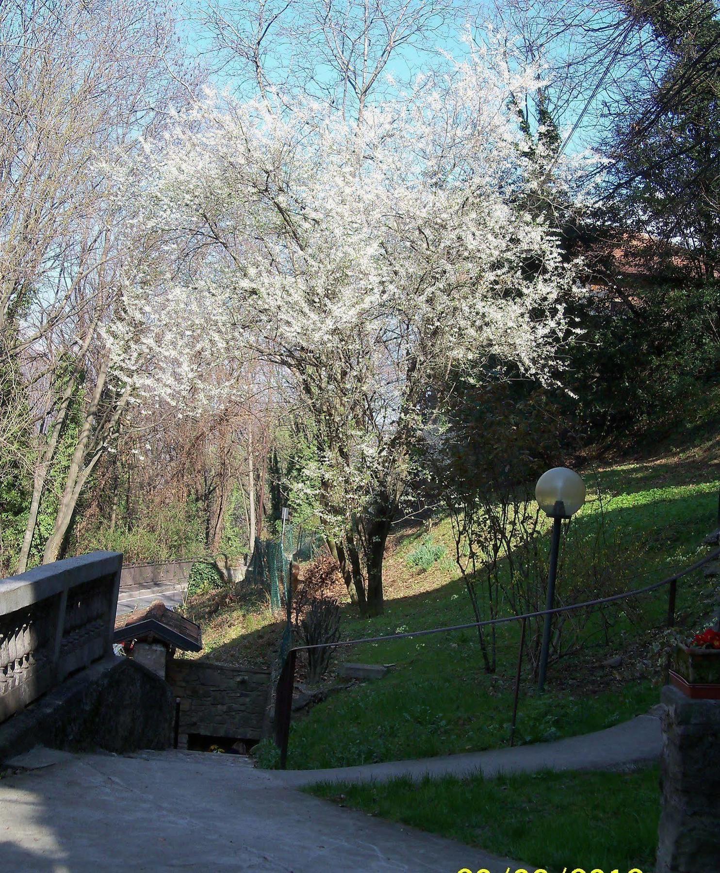 B&B I Ghiri Bergamo Exteriör bild